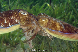 Mating broadclub cuttlefish. by Valda Fraser 